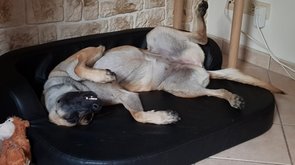 Lucie, zertifizierte Schimmelspürhündin bei der Erholung