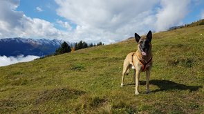 Marek - zertifizierter Schimmelsuchhund