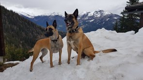 Lucie (links), Marek (rechts) zwei Schimmelspürhunde im Urlaub