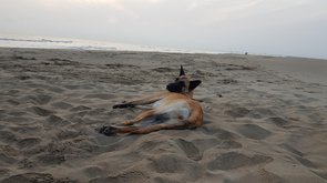 Schimmelhund Marek am Strand